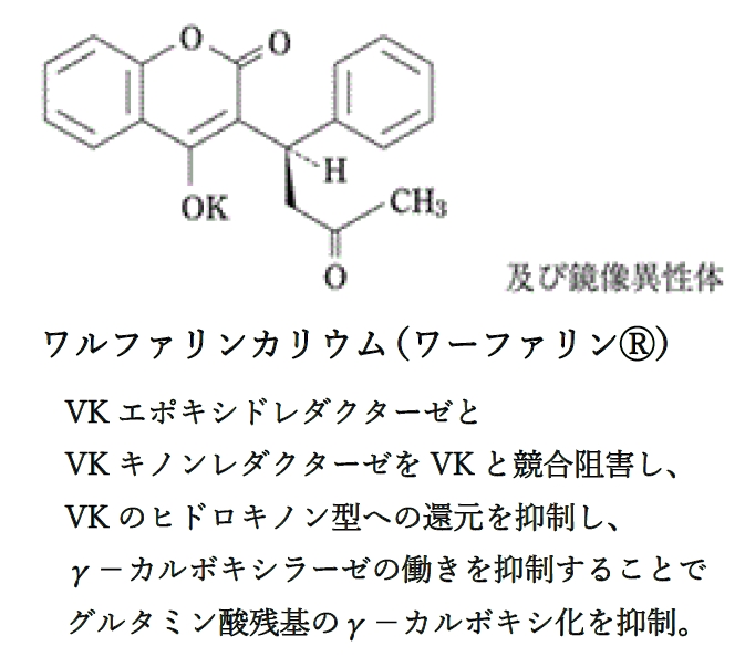 グルタミン酸残基のγ-カルボキシ化とビタミンkの働き,代謝経路
